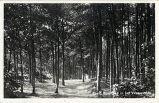14556 Gezicht in een laantje met naaldbomen in het bos Vosseveld te Soest.